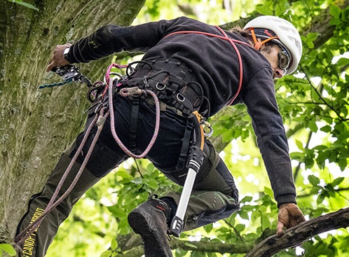 ARBORISTA